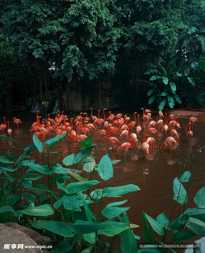 水中红鹤与绿植相映成趣