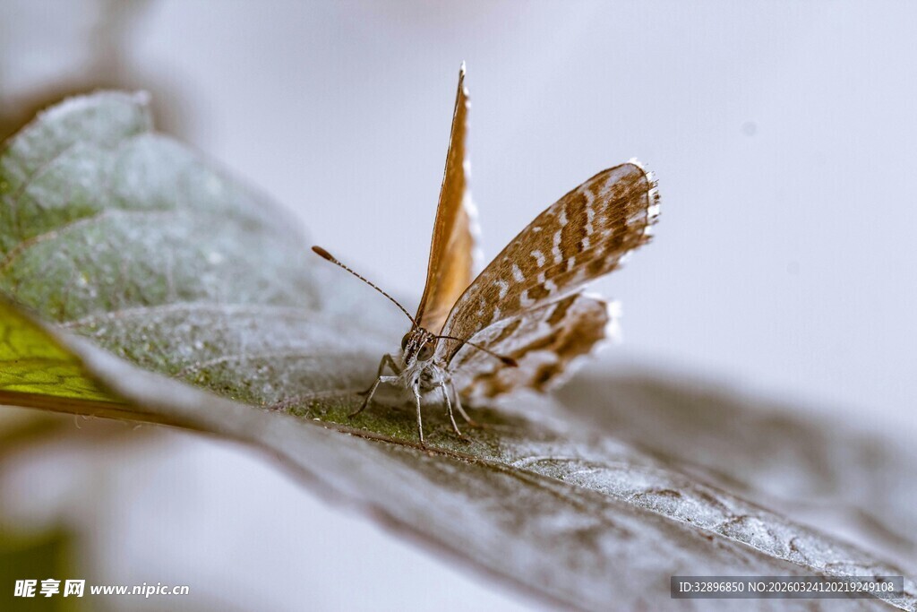 栖息于叶上的美丽蝴蝶