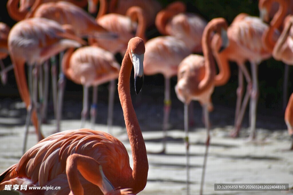 一群火烈鸟优雅站立