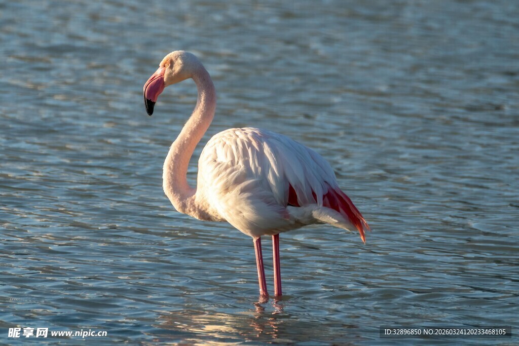 水中的粉色火烈鸟