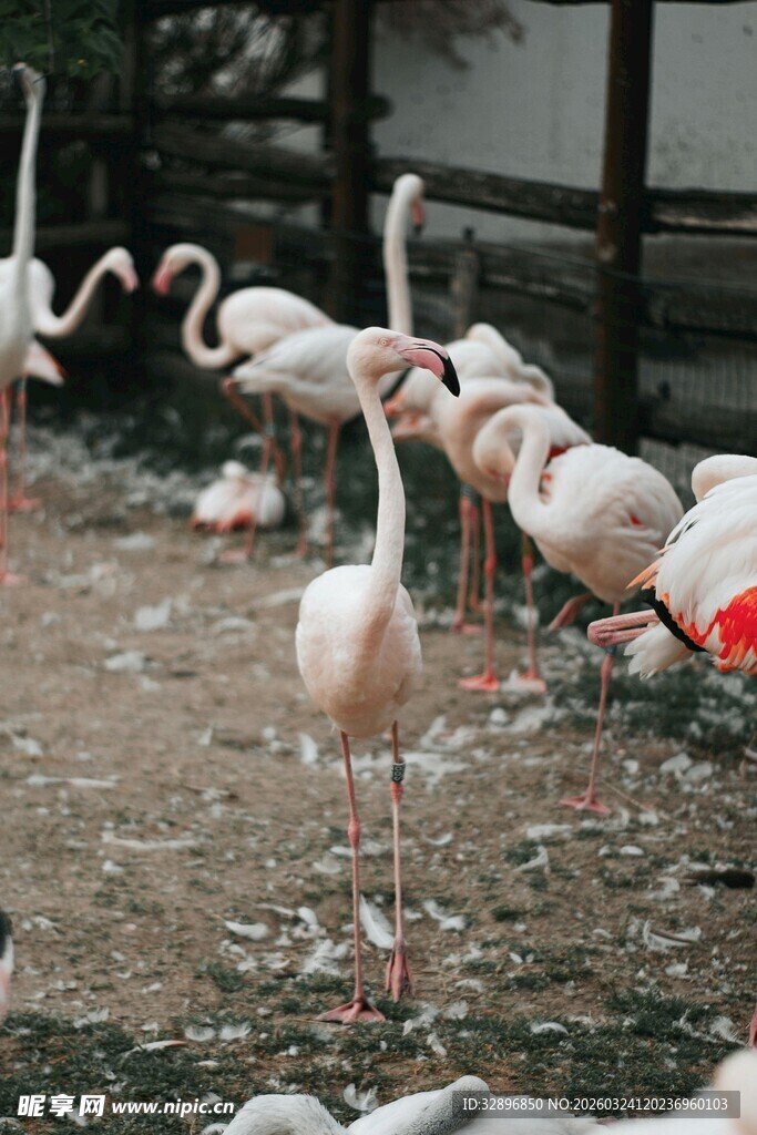 一群火烈鸟在地面活动