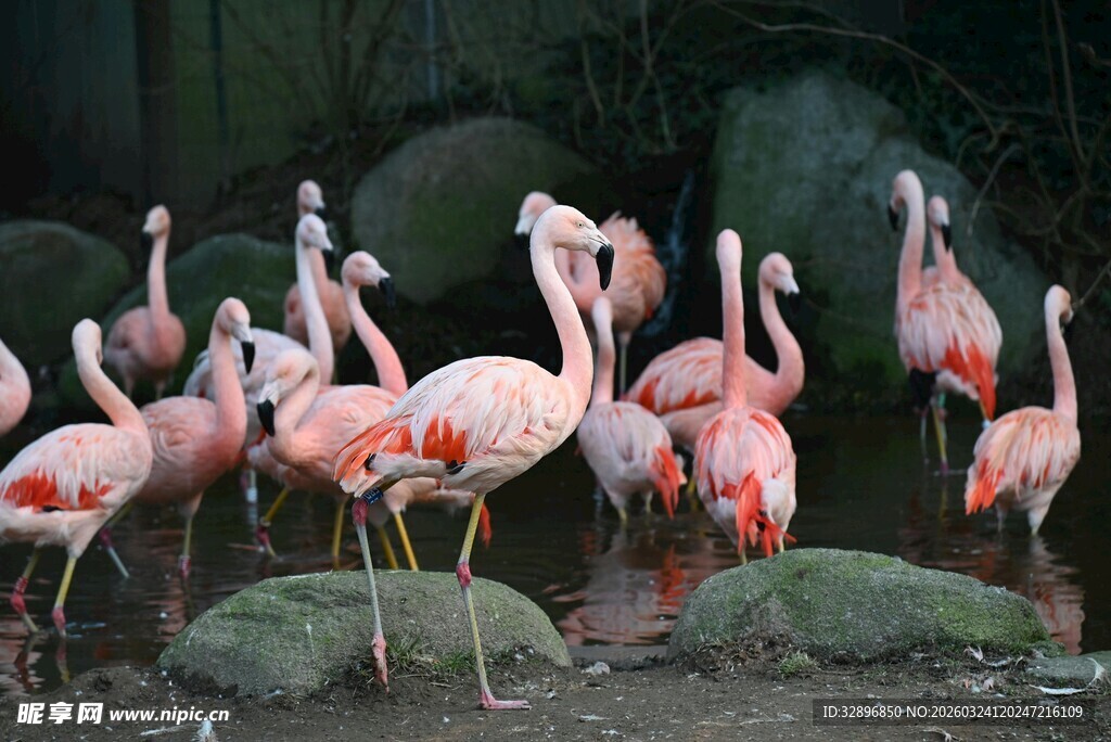 一群火烈鸟聚集在岩石旁