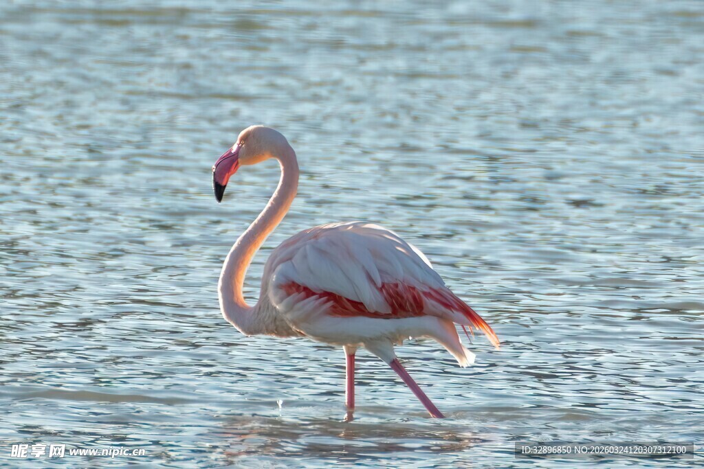 浅水中的优雅火烈鸟