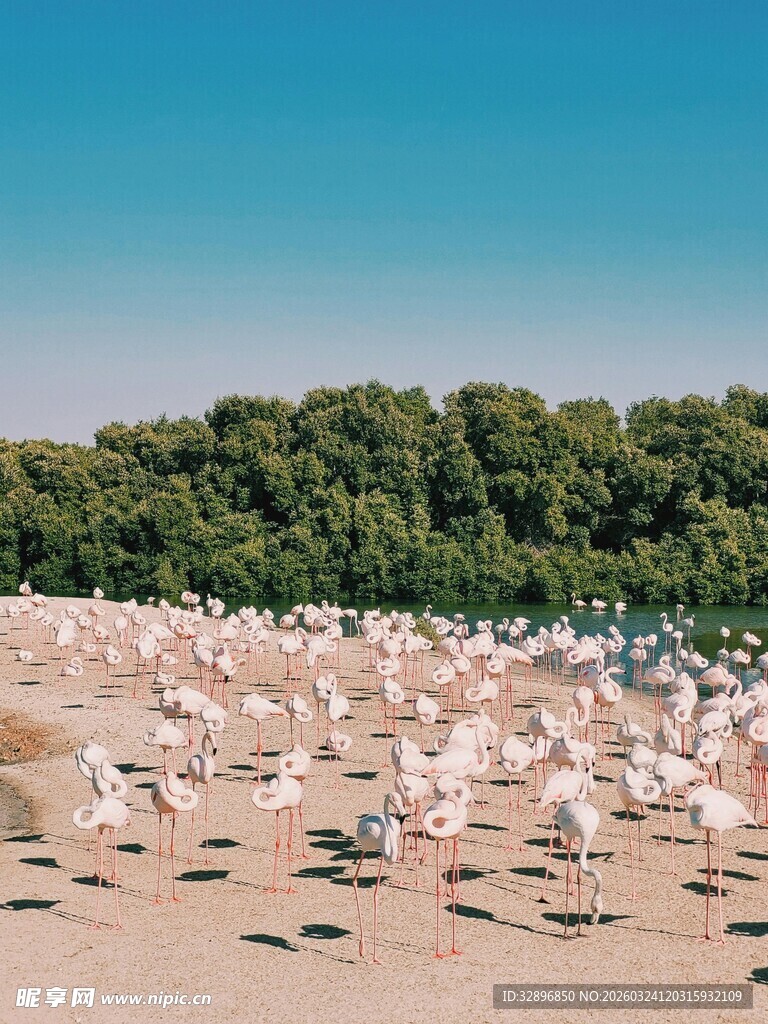 海滩上成群的白色鸟儿