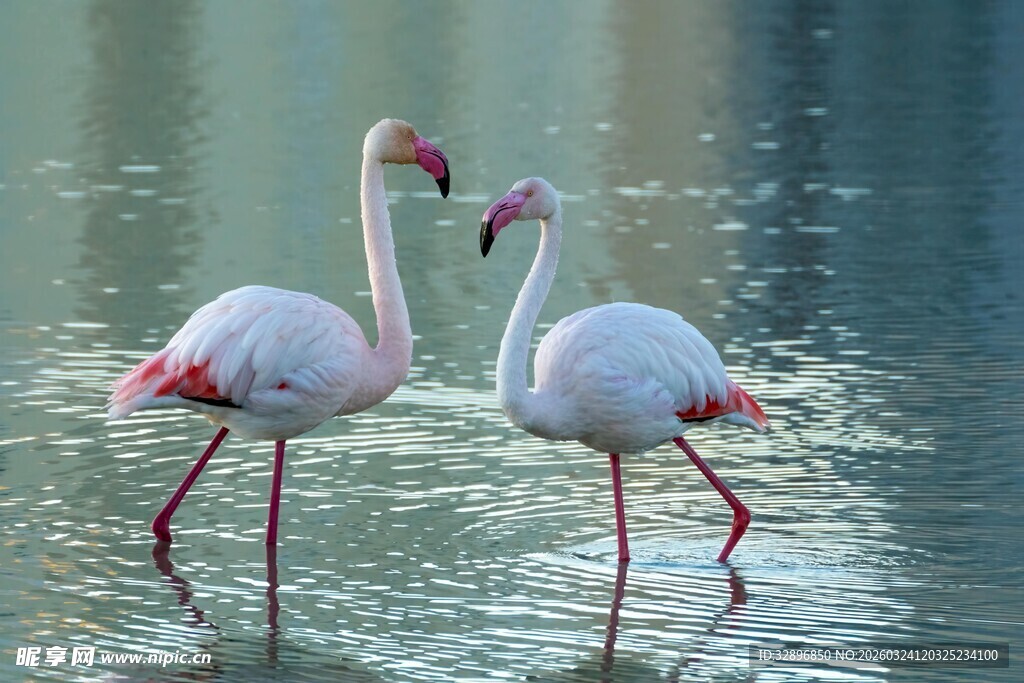 水中双火烈鸟优雅身姿