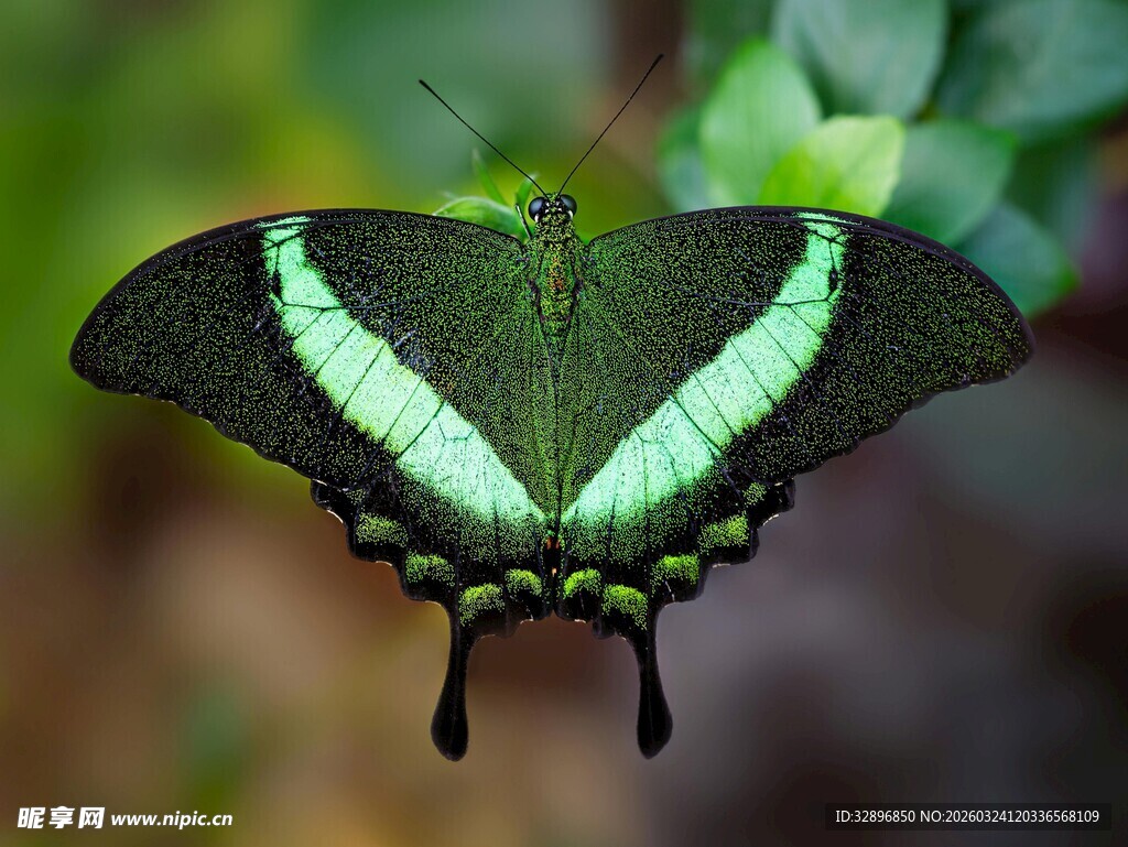 绿纹蝴蝶停驻绿叶间