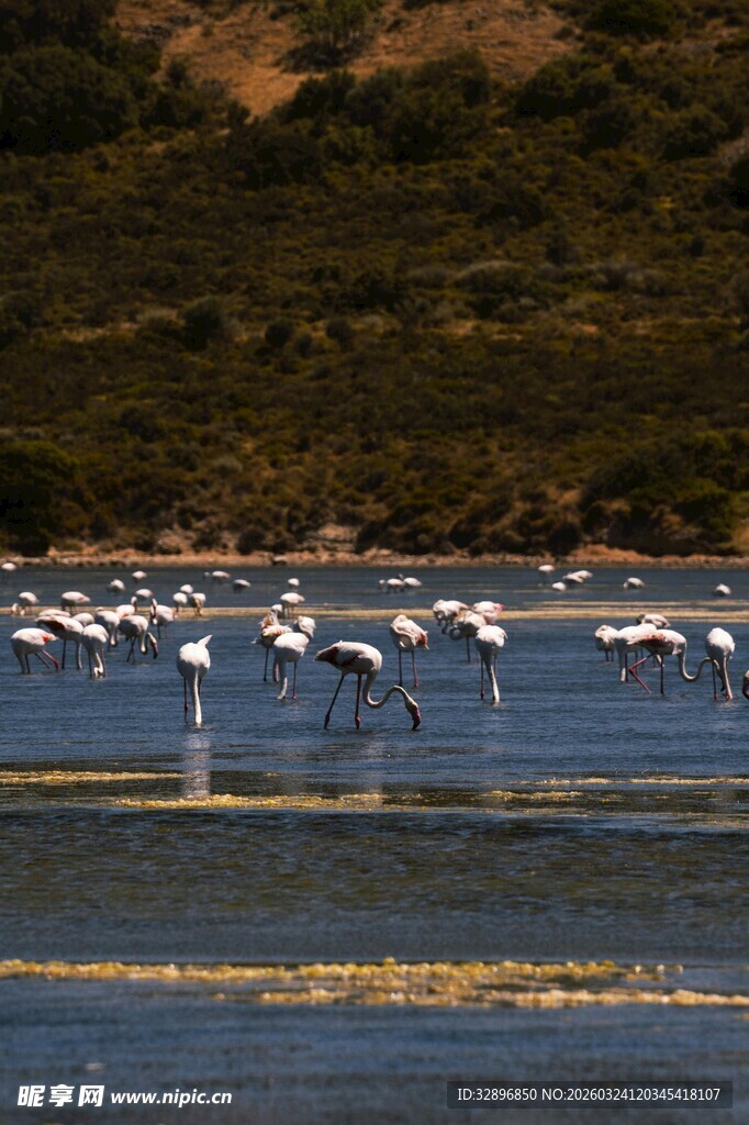 湖面上的火烈鸟群