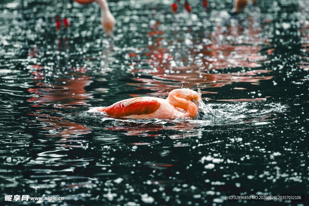 水中畅游的火烈鸟
