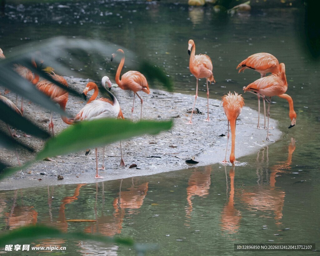 湿地旁的火烈鸟优雅栖息