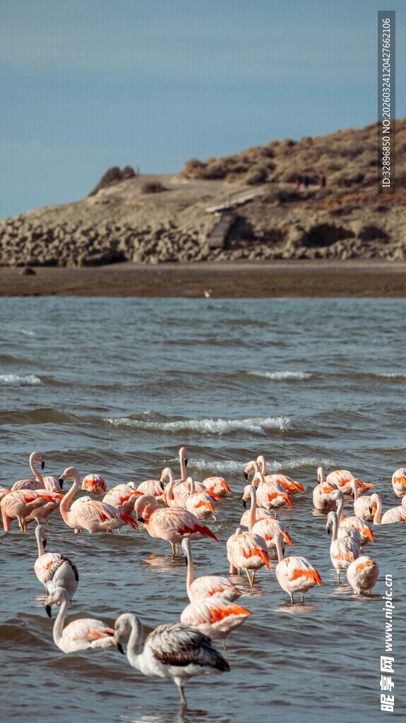 浅滩上的粉色火烈鸟群