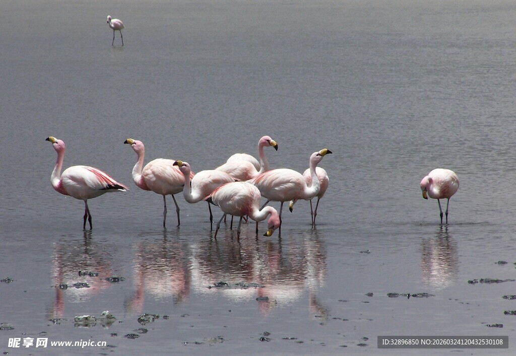 浅滩上的火烈鸟群