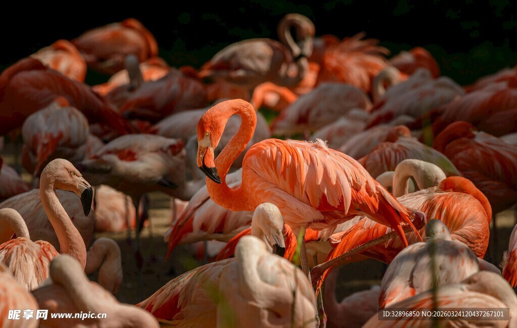 火烈鸟群聚集的壮观景象