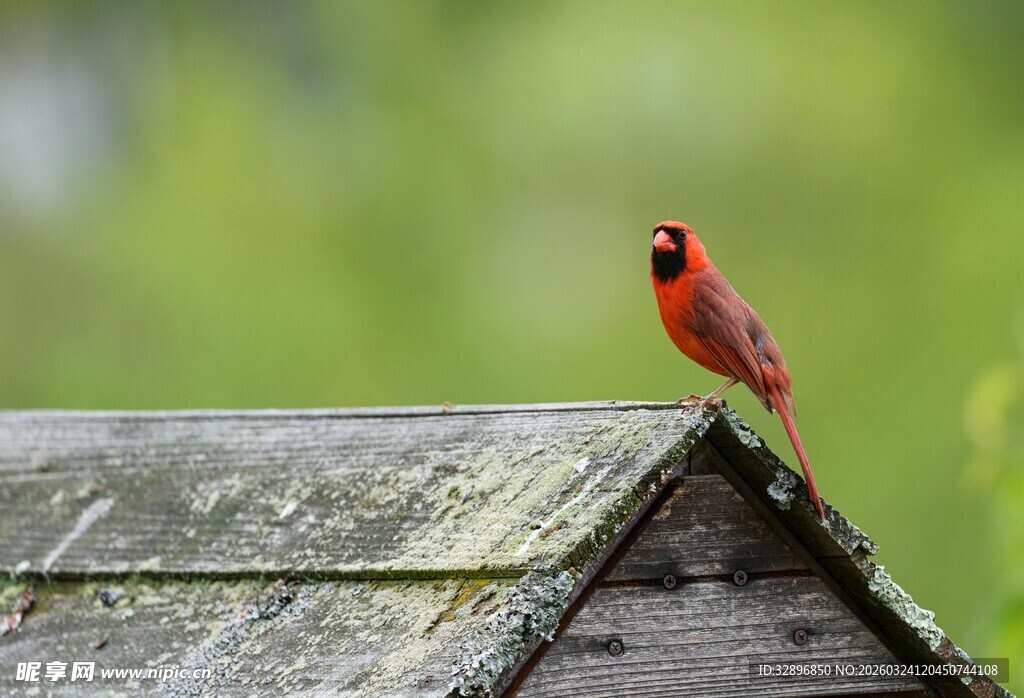 红衣主教鸟立于木屋顶端