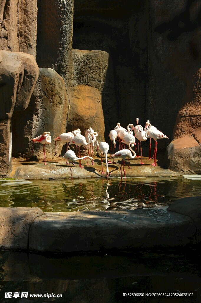 水边休憩的火烈鸟群