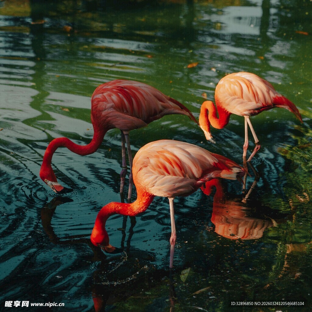 水中优雅的火烈鸟