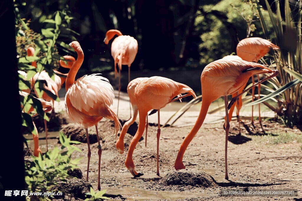 优雅火烈鸟于自然中栖息