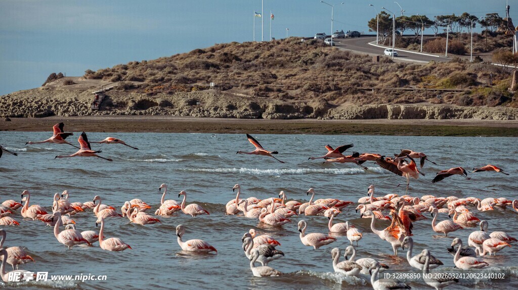 海滩上成群的火烈鸟