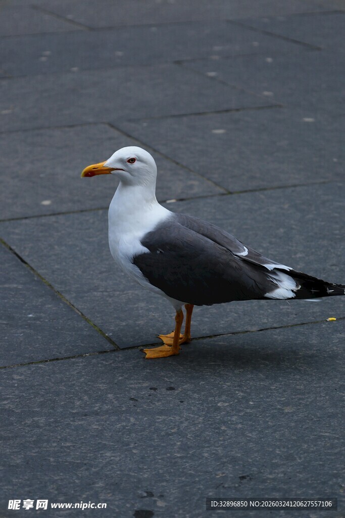 单只海鸥立于灰色地面