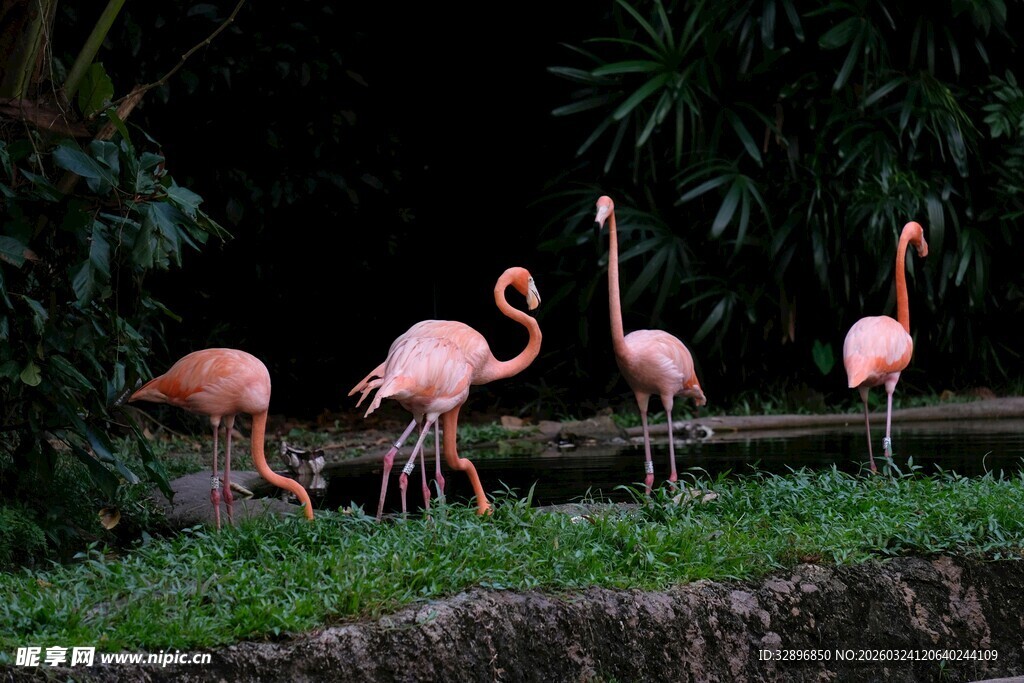 优雅火烈鸟于绿植旁休憩