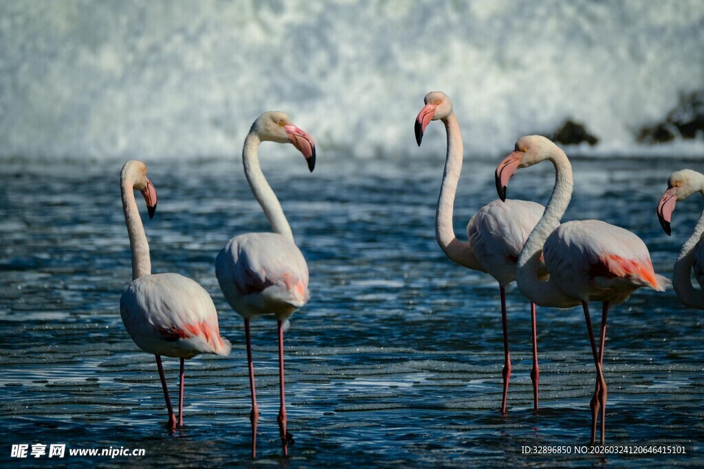 水中的粉色火烈鸟群