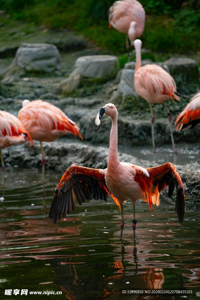 火烈鸟于水边优雅展翅