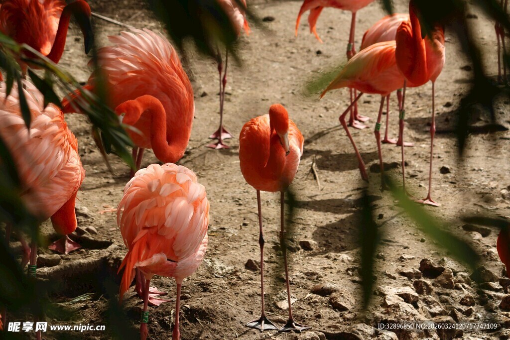 湿地中的美丽火烈鸟群