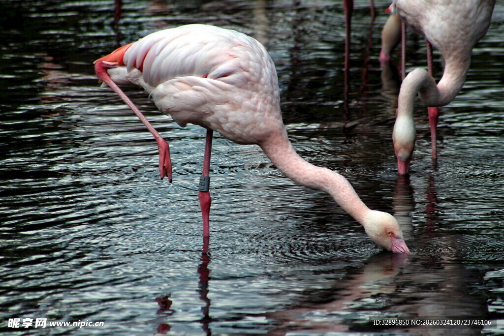 火烈鸟低头水中觅食画面