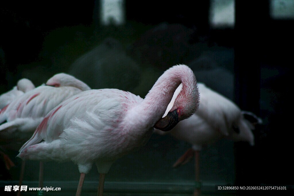 优雅火烈鸟姿态迷人瞬间