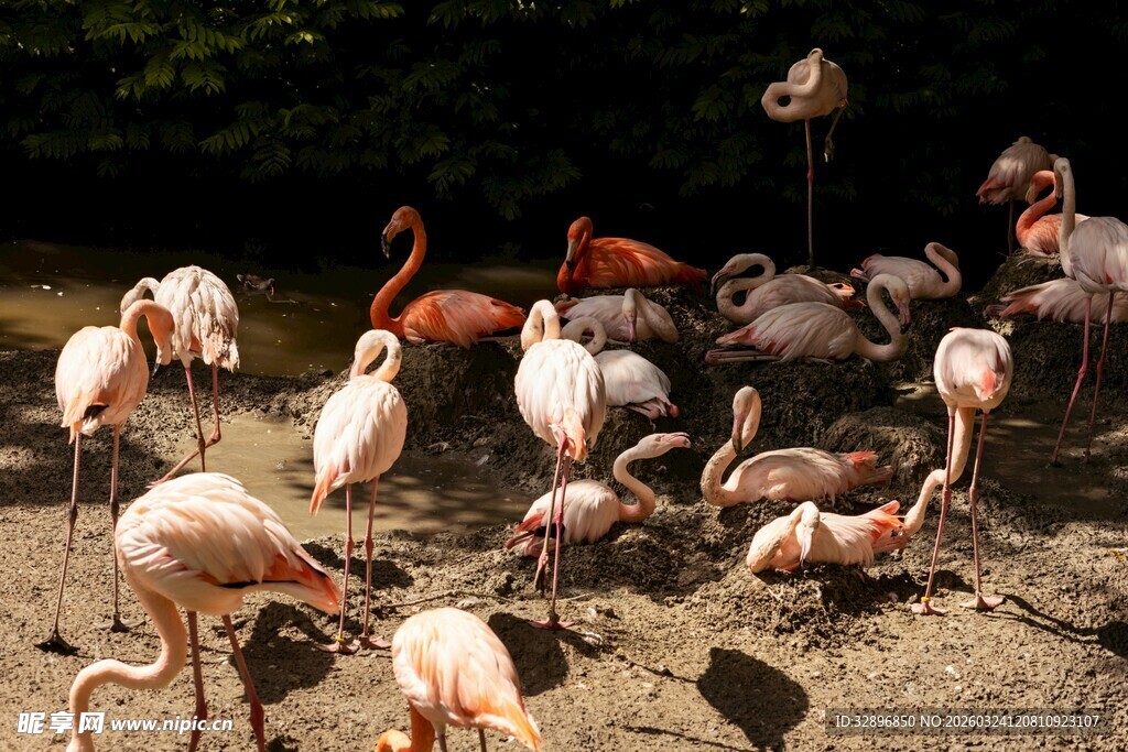 一群火烈鸟在地面活动