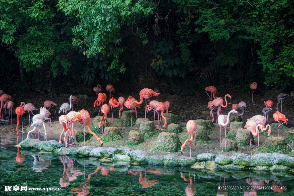 火烈鸟群于绿植环绕水域