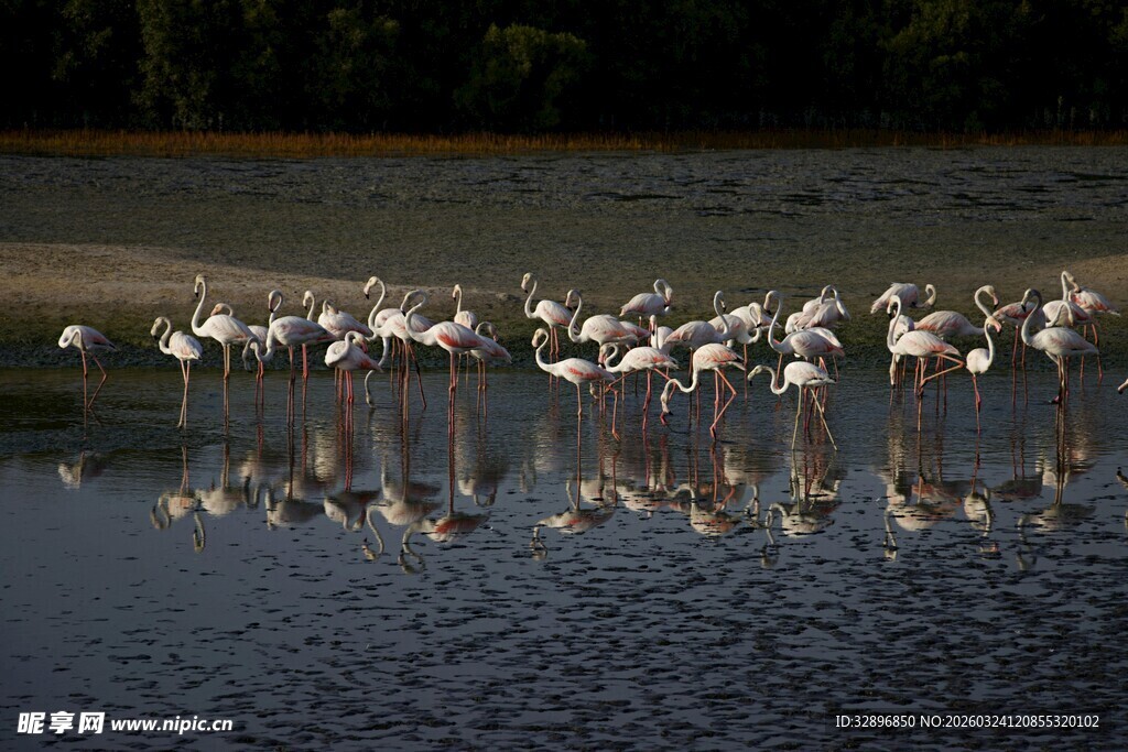 水边群鸟倒影景象