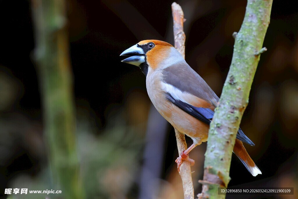 枝头小鸟姿态优雅