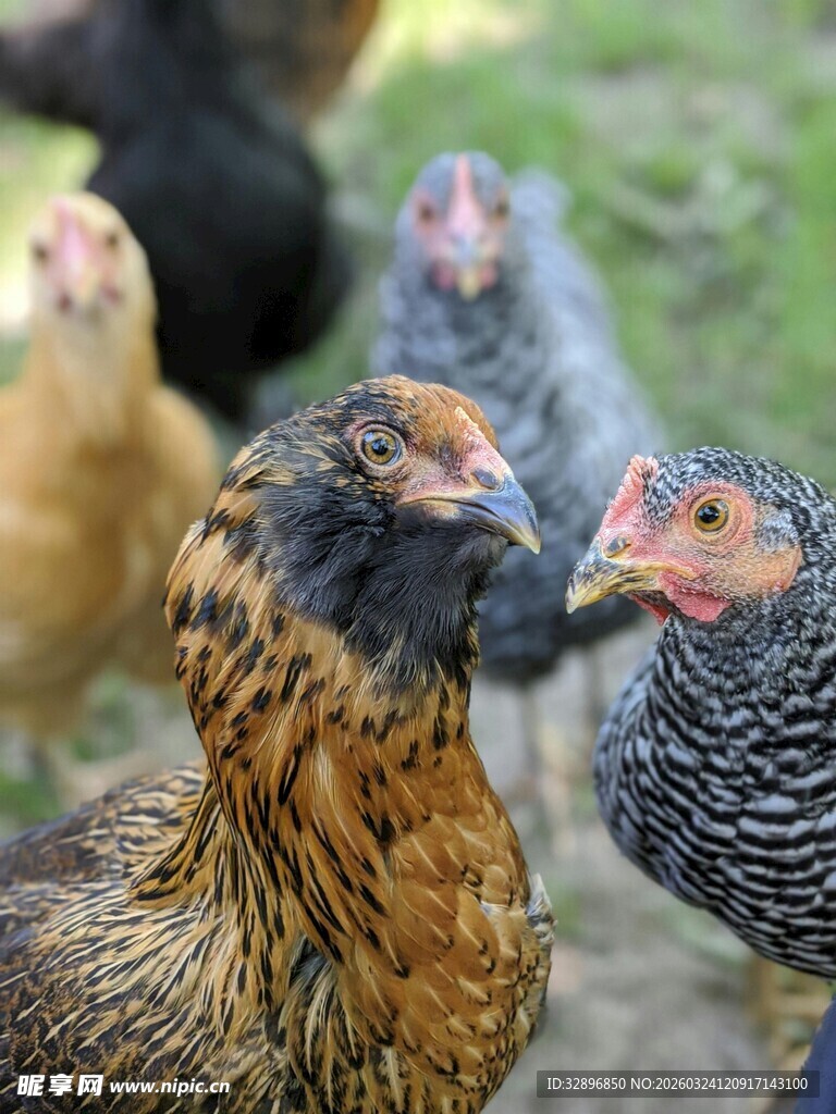 多彩鸡群展现田园生机