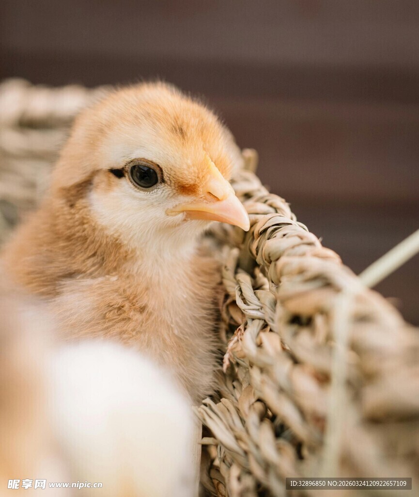 窝中的可爱小鸡