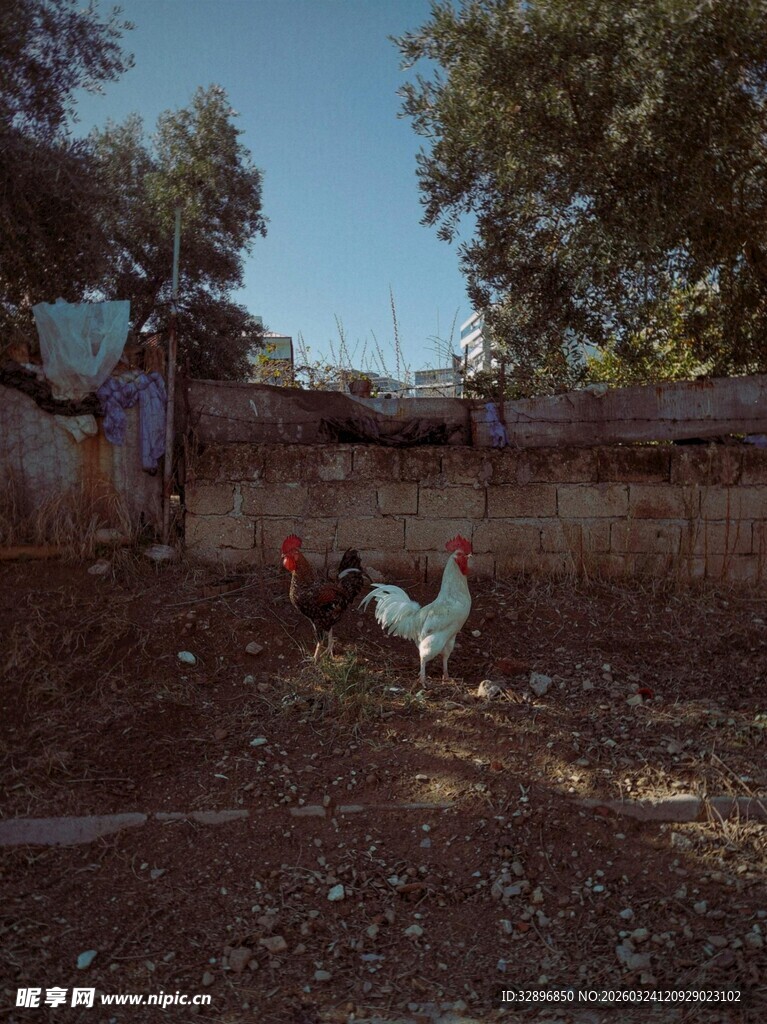 乡村小院人与鸡的日常