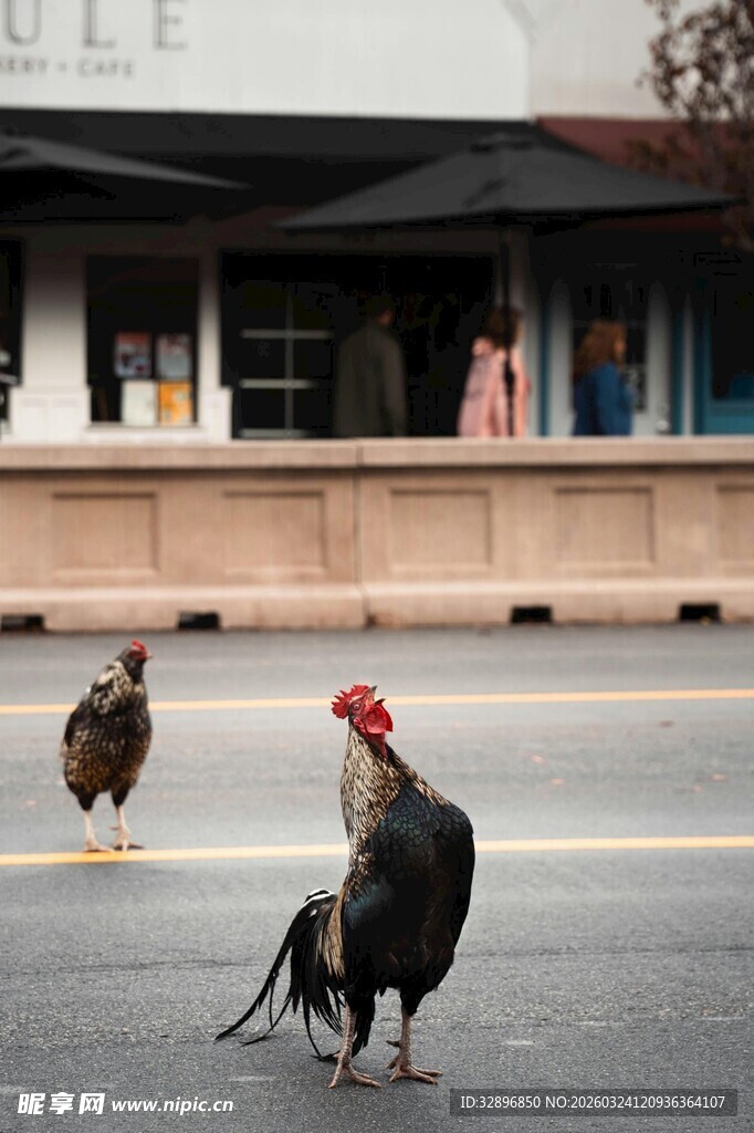 街道上漫步的几只鸡
