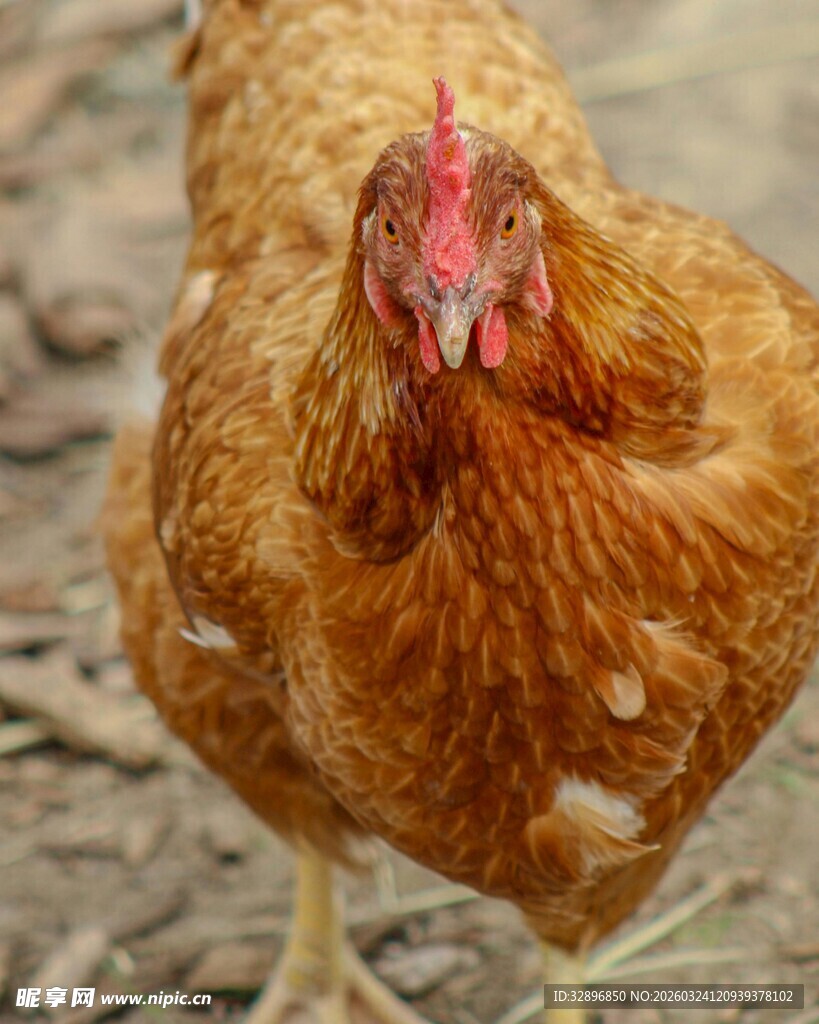 棕色母鸡特写