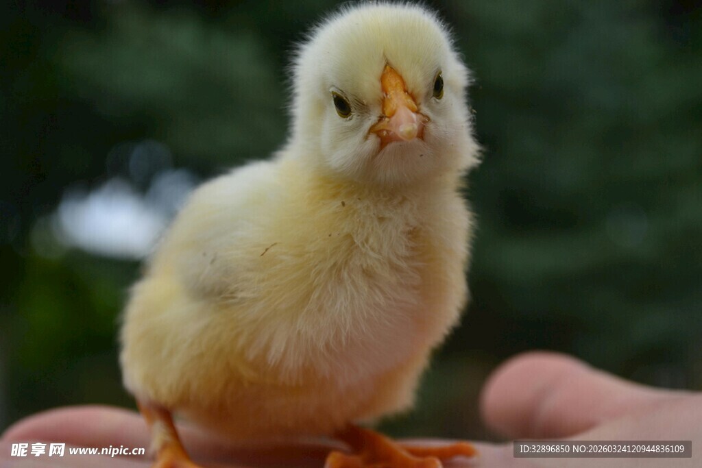 掌心的小黄鸡