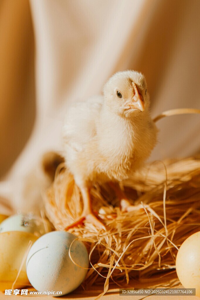 雏鸡与彩蛋的温馨画面