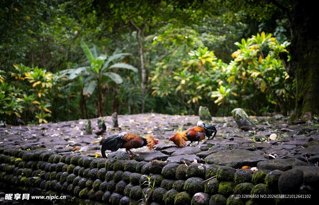 石堆上休憩的野生动物