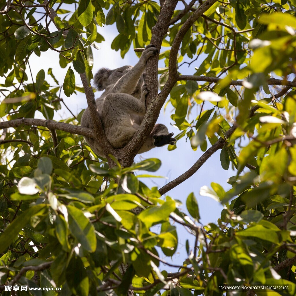 树上休憩的考拉