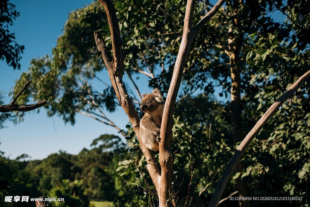 树上的考拉沐浴在阳光下