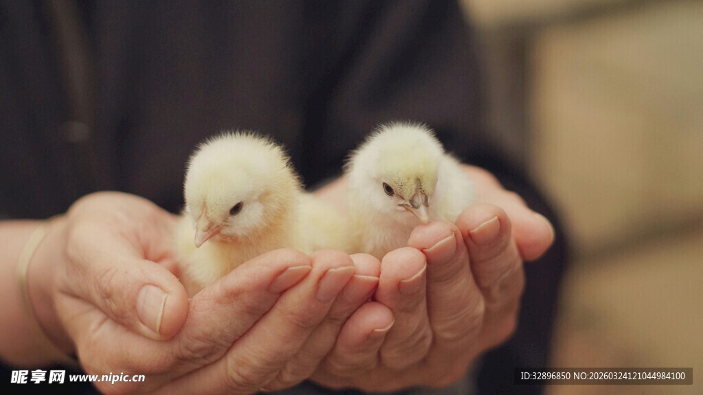 掌心呵护的可爱小鸡