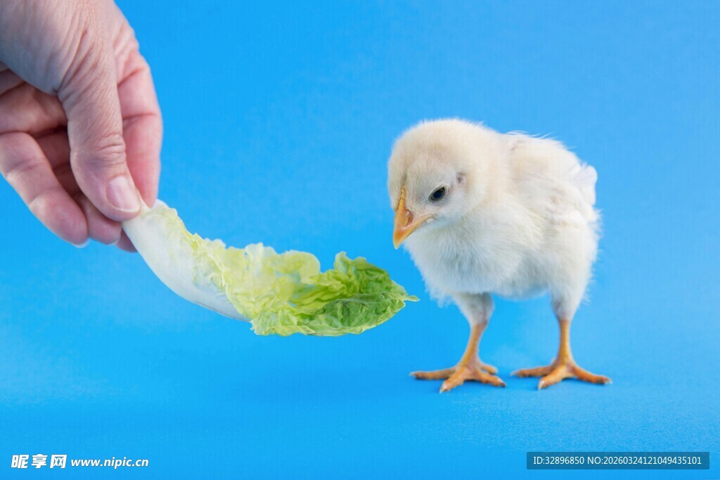 手喂小鸡吃菜叶