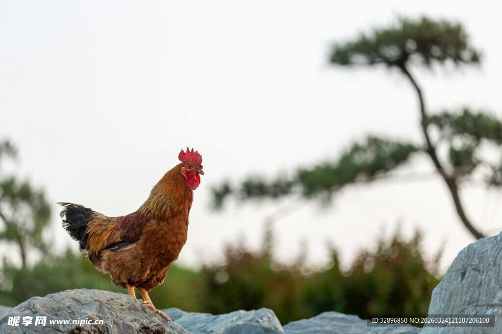 岩石上的公鸡
