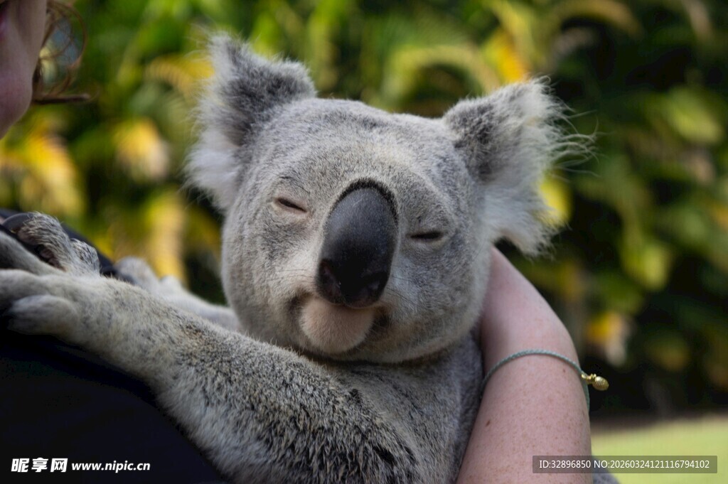 怀抱中的可爱考拉