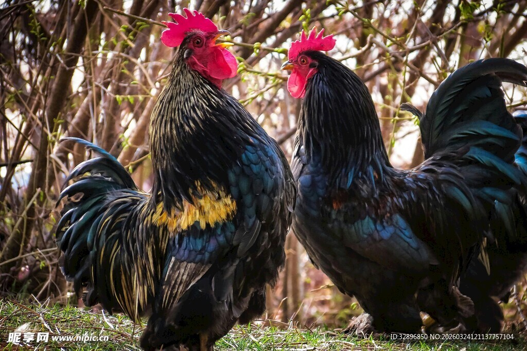 双雄对峙的美丽大公鸡