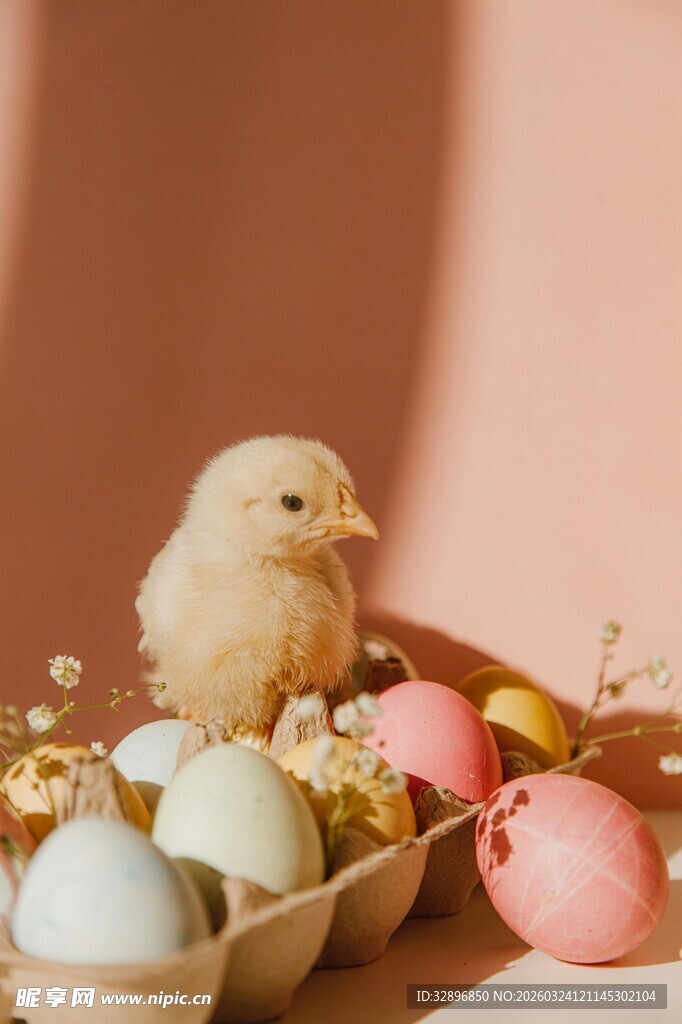 小鸡与彩色彩蛋的温馨画面