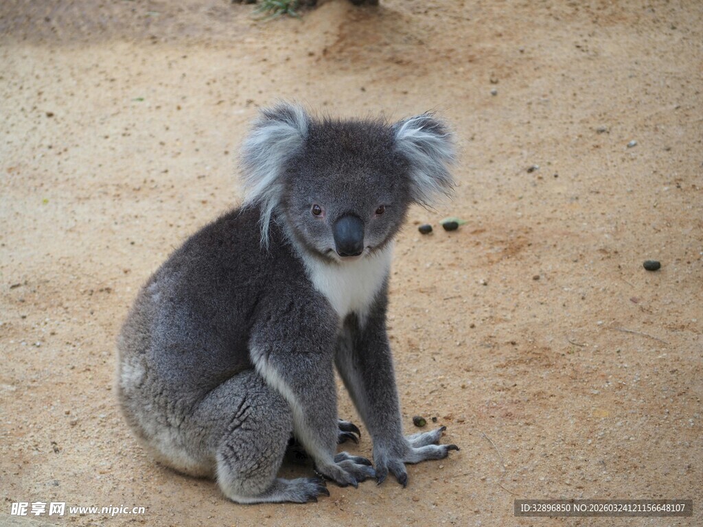 可爱考拉独坐地面