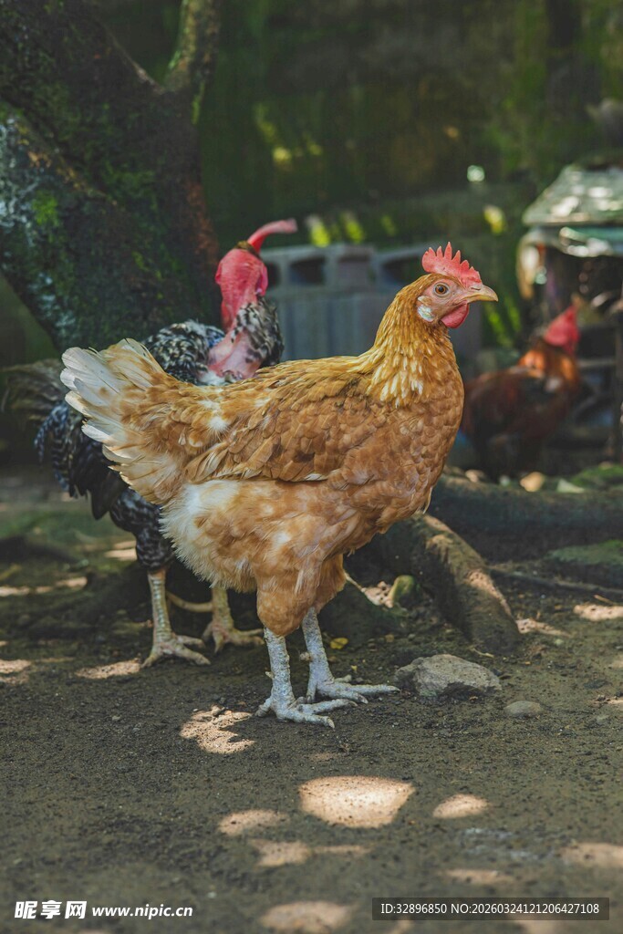 庭院中觅食的多彩鸡群